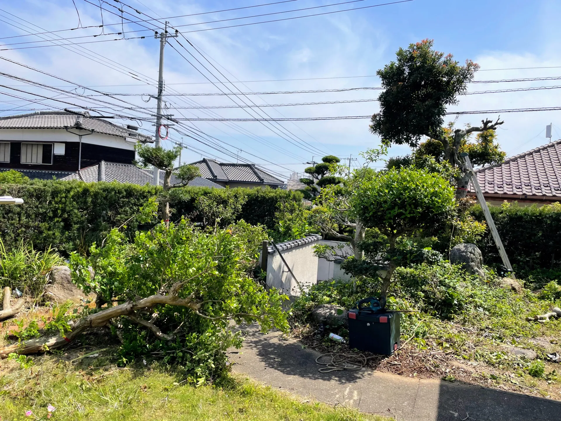庭木の剪定から大木の伐採、枝打ちまで